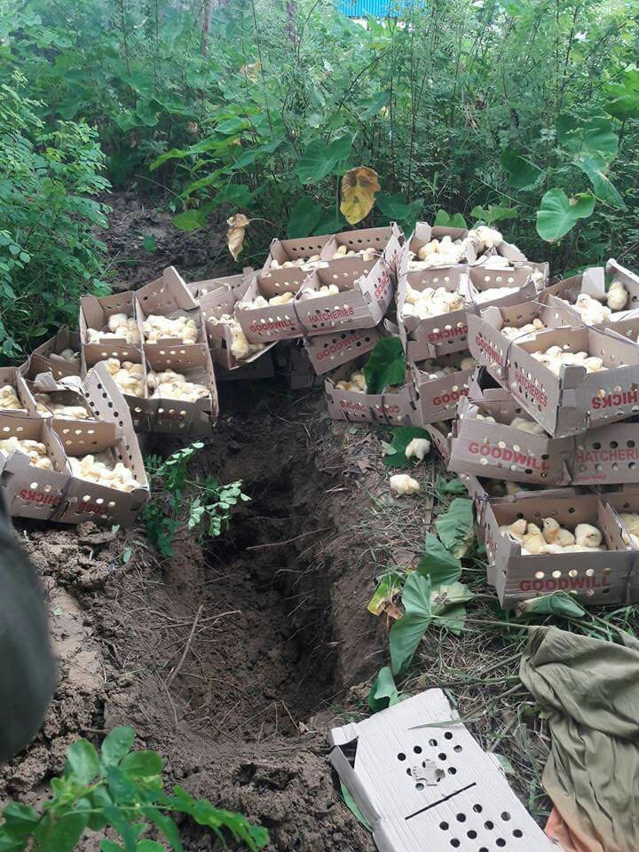 गुठी प्रसाैनी नाकाबाट कुुखुरा तस्करी तिब्र, प्रहरी माैन
