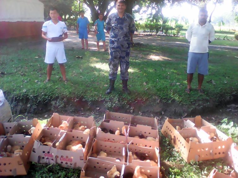 कुखुराकाे चल्ला प्रहरीकाे नियन्त्रणमा, तस्कर फरार