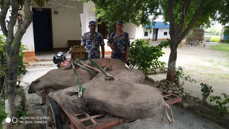 तस्करी संधैभरि तर पक्राउ कहिलेकांही, कारण थाहा पाउनुहाेस् …
