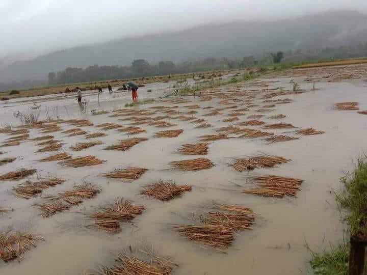 बाढीले घर र राेपिएका धानबाली नष्ट भएपछि……….