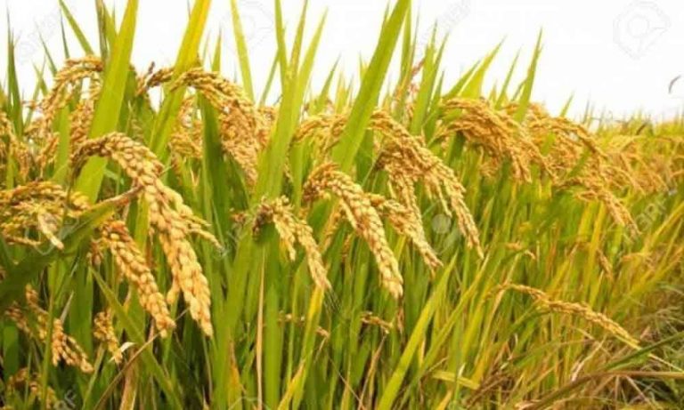 किसानलाई बढीमा ५५ हजार राहत