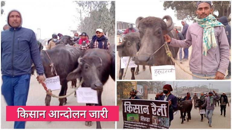 सिरहा सहितका जिल्लामा भैंसी जुलुस