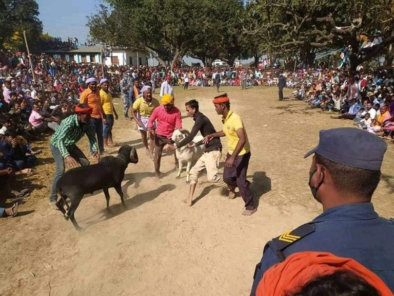 महाशिवरात्रीको अवसरमा भेडाको कुस्ती प्रतियोगिता