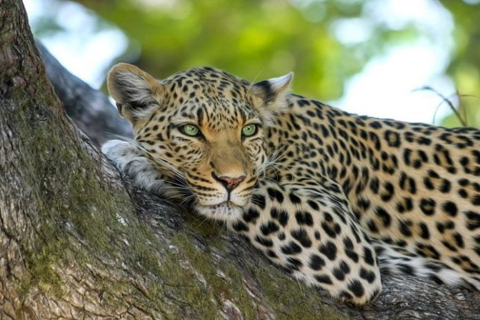 leopard-515509__480
