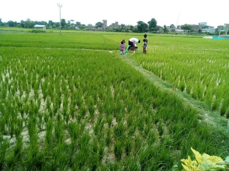 पानी नपर्दा सुक्न थाले धानबाली